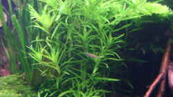Pflanzen im Aquarium Becken 8463
