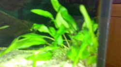 Pflanzen im Aquarium Becken 8574