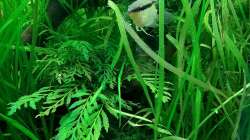 Besatz im Aquarium Mix1