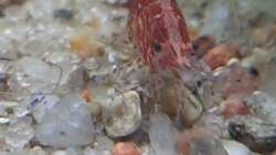 Besatz im Aquarium Mix1