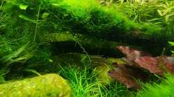 Besatz im Aquarium Mix1