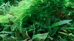 Besatz im Aquarium Mix1