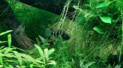 Besatz im Aquarium Mix1