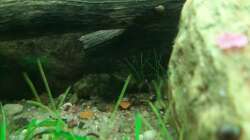 Besatz im Aquarium Mix1