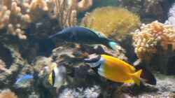 Besatz im Aquarium Becken 8633