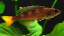 Cyprichromis leptosoma utinta orange tail - Männchen