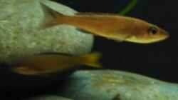 Cyprichromis leptosoma utinta orange tail - Weibchen