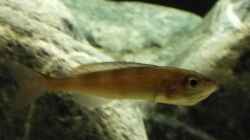Cyprichromis Weibchen
