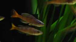 zwei Cyprichromis Männchen mit gelber und orangefarbener Schwanzflosse