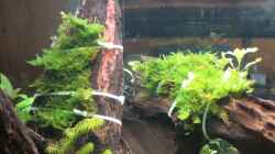 Pflanzen im Aquarium Becken 8671