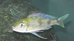 Besatz im Aquarium Fadenmaulbrüter-Tank