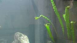 Technik im Aquarium Fadenmaulbrüter-Tank