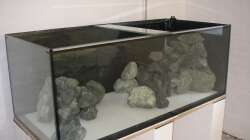 Dekoration im Aquarium Fadenmaulbrüter-Tank