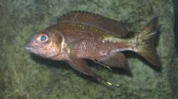 Besatz im Aquarium Fadenmaulbrüter-Tank