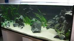 Aquarium Fadenmaulbrüter-Tank