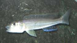 Besatz im Aquarium Fadenmaulbrüter-Tank