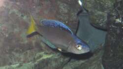 Besatz im Aquarium Fadenmaulbrüter-Tank