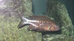 Besatz im Aquarium Fadenmaulbrüter-Tank