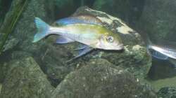 Besatz im Aquarium Fadenmaulbrüter-Tank