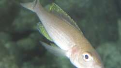 Cyprichromis leptosoma blue flash ...das größte Weibchen