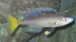 Besatz im Aquarium Fadenmaulbrüter-Tank