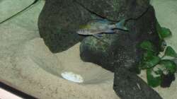 Besatz im Aquarium Fadenmaulbrüter-Tank