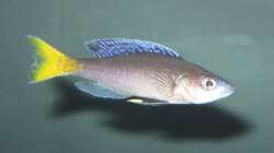 Besatz im Aquarium Fadenmaulbrüter-Tank