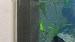 Technik im Aquarium Fadenmaulbrüter-Tank