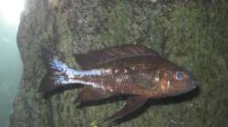 Besatz im Aquarium Fadenmaulbrüter-Tank