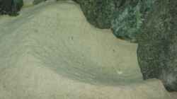 Krater meines Cunningtonia Männchens
