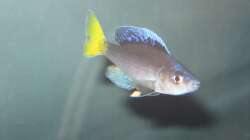 Besatz im Aquarium Fadenmaulbrüter-Tank