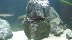 Besatz im Aquarium Fadenmaulbrüter-Tank