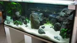 Dekoration im Aquarium Fadenmaulbrüter-Tank