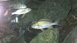 Besatz im Aquarium Fadenmaulbrüter-Tank