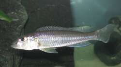 Besatz im Aquarium Fadenmaulbrüter-Tank