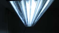 Technik im Aquarium Fadenmaulbrüter-Tank