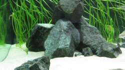 Dekoration im Aquarium Fadenmaulbrüter-Tank