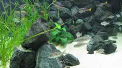 Aquarium Fadenmaulbrüter-Tank