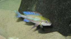 Besatz im Aquarium Fadenmaulbrüter-Tank