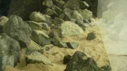 Dekoration im Aquarium Fadenmaulbrüter-Tank