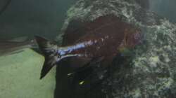 Besatz im Aquarium Fadenmaulbrüter-Tank