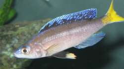 Besatz im Aquarium Fadenmaulbrüter-Tank