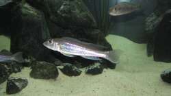 Besatz im Aquarium Fadenmaulbrüter-Tank