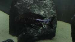 Besatz im Aquarium Fadenmaulbrüter-Tank