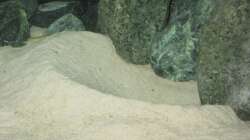 Krater meines Cunningtonia Männchens