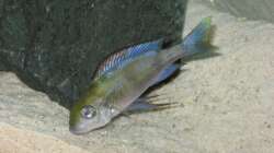 Besatz im Aquarium Fadenmaulbrüter-Tank