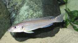 Besatz im Aquarium Fadenmaulbrüter-Tank