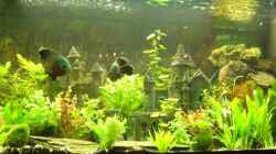 Dekoration im Aquarium Becken 8694