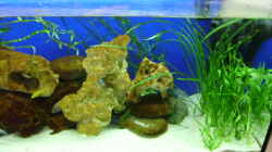 Pflanzen im Aquarium Becken 8716