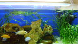 Aquarium Becken 8716